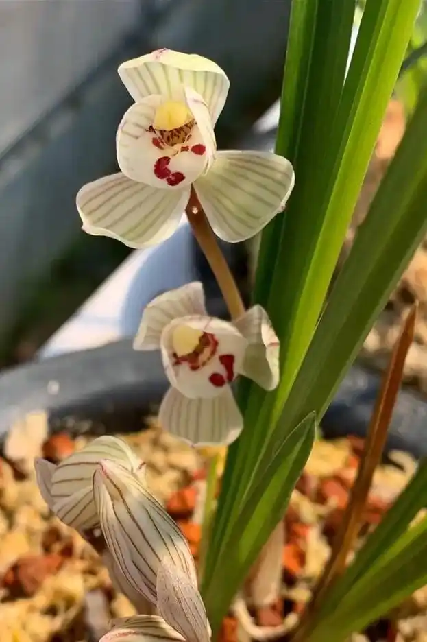 第 76集 莲瓣兰云熙荷.下山于云南保山,叶形直立,叶片厚实 - 抖音