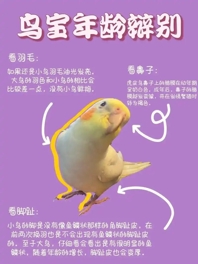 鸟宝年龄如何辨别对照.#玄凤鹦鹉 #鹦鹉 #养鸟经验分享 # - 抖音
