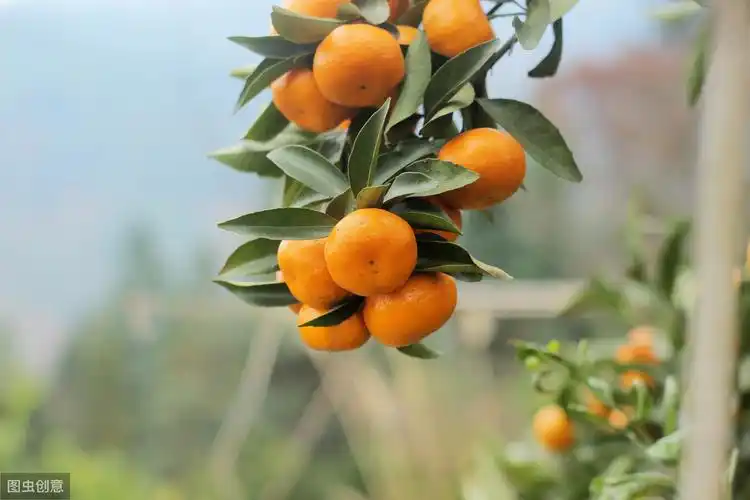 秋天成熟的水果 北方秋天成熟的水果-世界十大之最