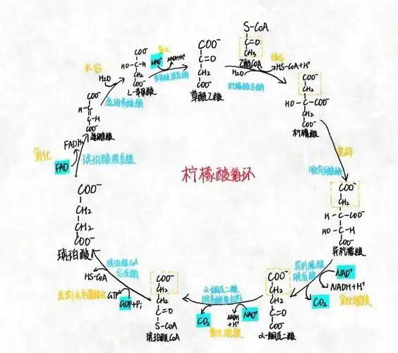 第一临床医学院邹天舒《三羧酸循环》示意图