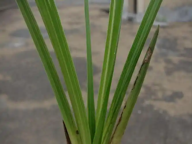 蕙兰直立叶型水晶丝