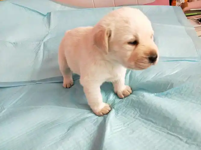 0 一世 非常漂亮,楼主也用心 2018-01-28 0 李凤莲 可爱的狗宝宝,我