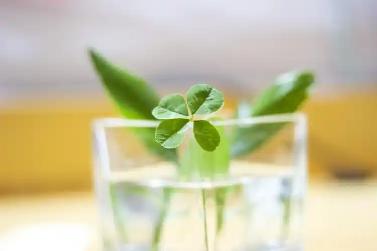 四叶草 - 堆糖,美图壁纸兴趣社区