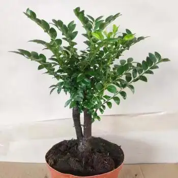 名贵小叶紫檀盆景树苗室内外绿植办公室四季常青植物客厅花卉盆栽立始