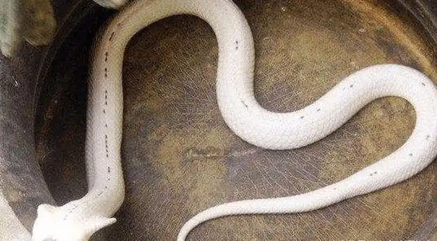 故事:老人死而复活,白蛇溜进棺材里报恩,竟又得20年阳寿