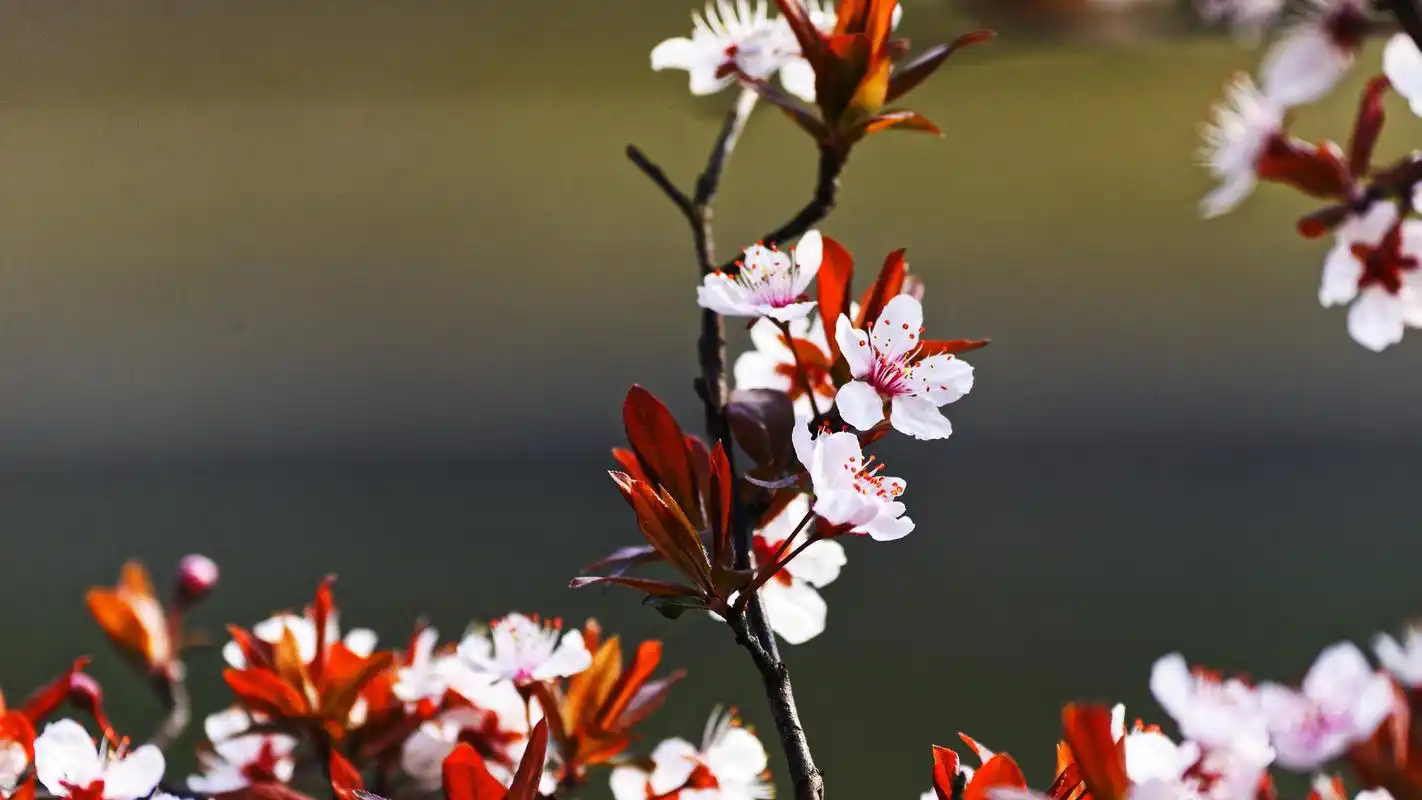 紫叶李图片高清电脑桌面壁纸