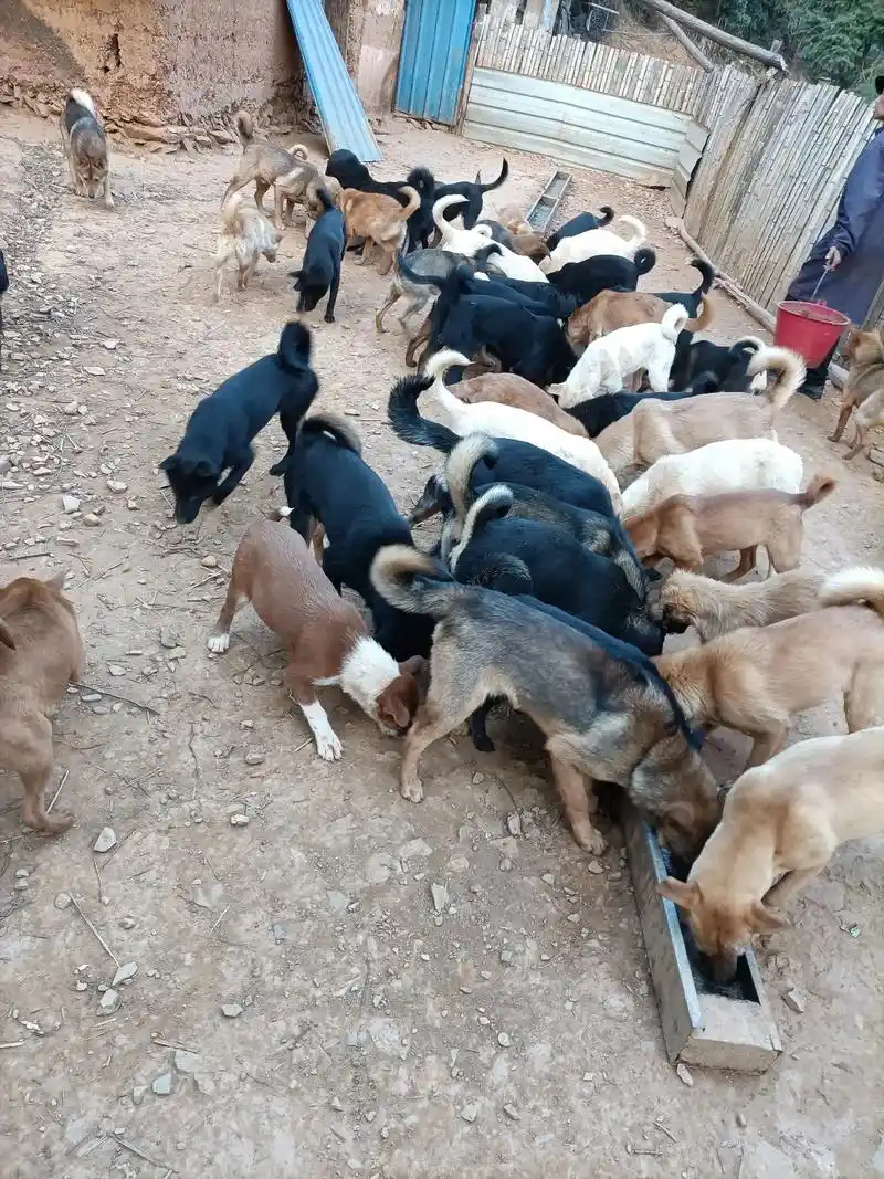 需要土狗,猎狗的朋友可以联系我,没吃过饲料,全部散养,低价出 - 抖音