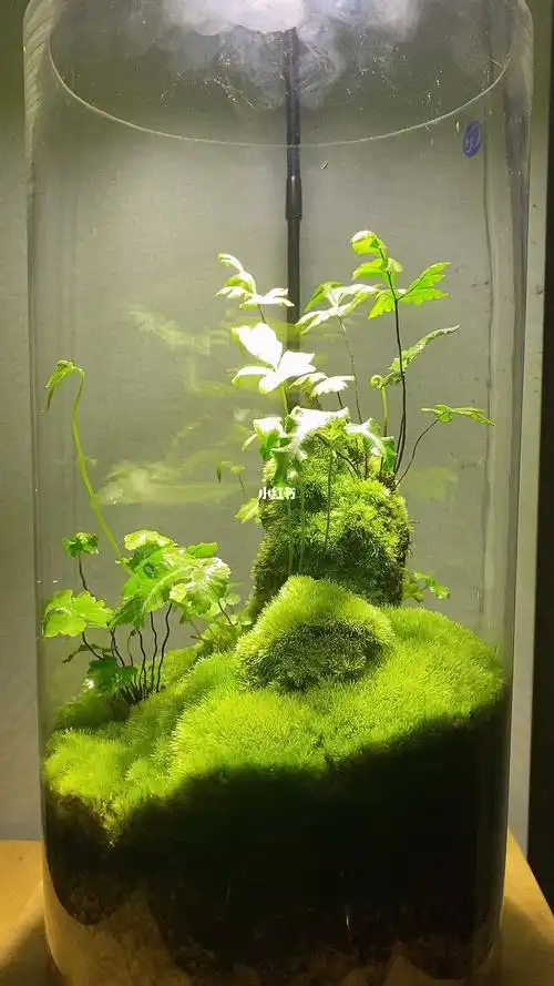 4个月的玻璃瓶白发苔藓微盆景苔藓微景观