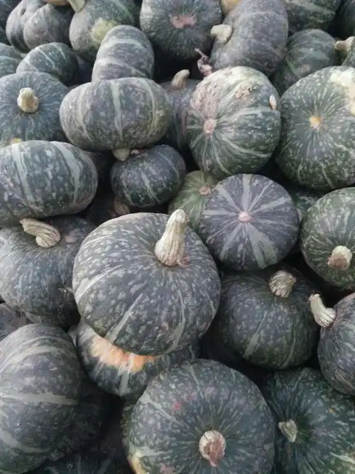 [黑皮南瓜批发]黑皮南瓜 2~4斤 价格0.4元/斤 - 惠农网