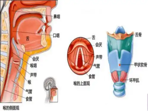耳鼻喉头颈教程课件06喉科学-叶林峰 ppt - 豆知网