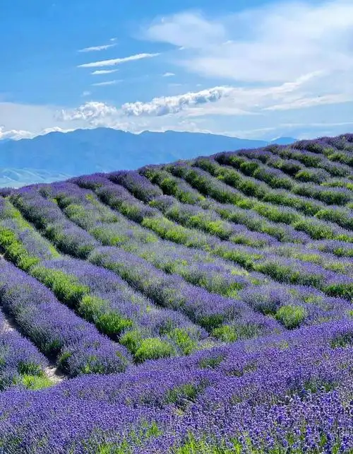薰衣草花开的季节里,那一片紫色的花海,唯美而又浪漫.