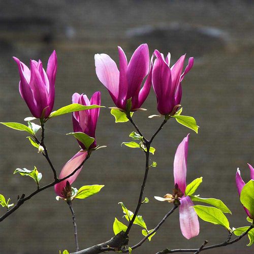 嫁接紫玉兰花树苗带花苞花苗庭院别墅植物当年开花耐寒四季花卉