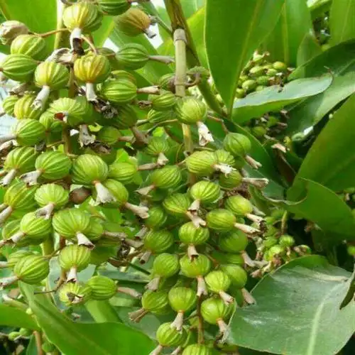 请问这种是什么植物啊?