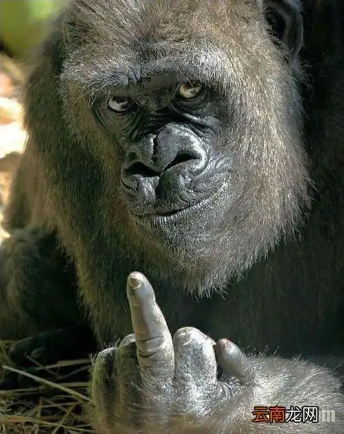 竖中指手势真正含义 竖中指是什么意思