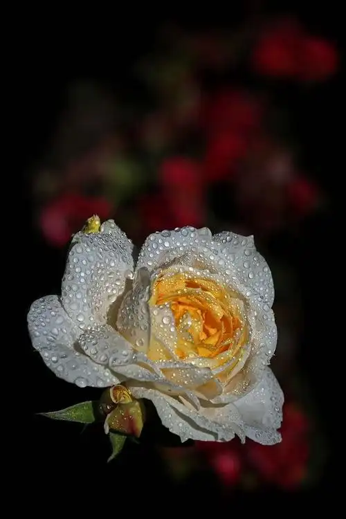 玫瑰特写(上)|摄影师:michael bibichkov