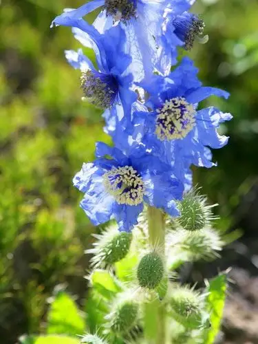 总状绿绒蒿 - 横断山域:高山花卉的故乡 - 友多网 (youduo.