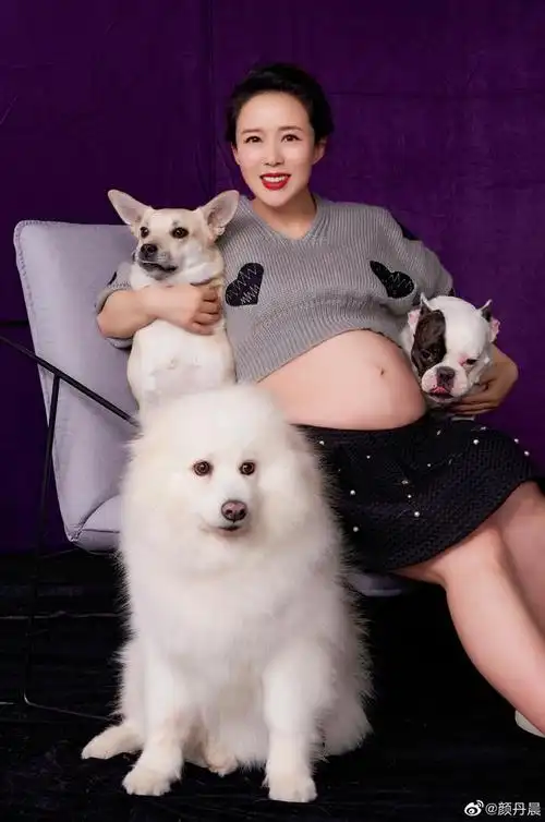 苏有朋的老婆颜丹晨,苏友朋老婆颜丹晨(挺巨肚与四只狗亲密接触)