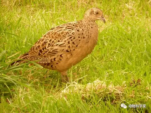 中华鸟类介绍野鸡