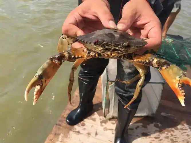 价格比去年贵两成仍畅销宁海首批养殖青蟹上市