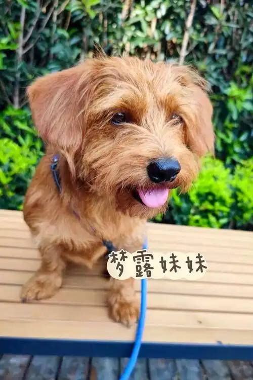 上海无偿领养金棕色卷毛泰迪狗狗