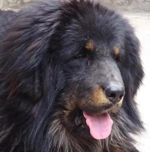 藏獒#京芝藏獒,真实原生