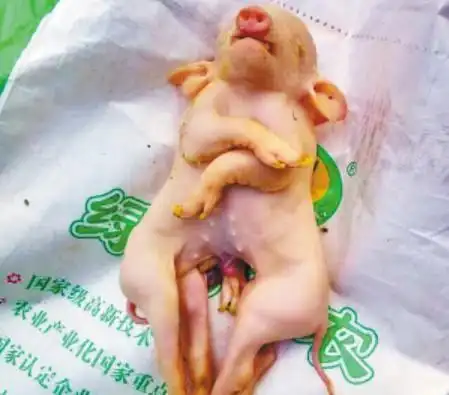 江苏沛县老母猪产下连体小猪呈深情拥抱状