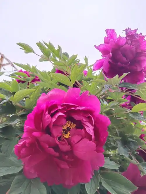 我爱红五月的牡丹花