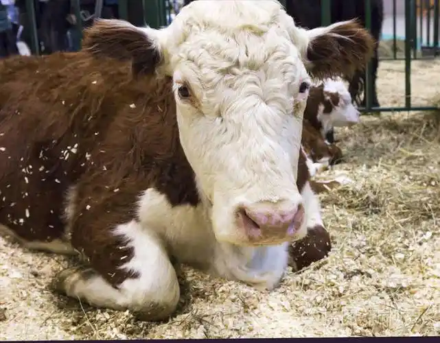 牛哈萨克白头品种最好的奶牛品种之一的肉类方向的生产力是哈萨克白头