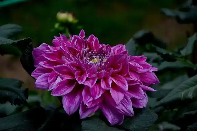 老花友都爱养的五种好运花就为图个吉祥如意