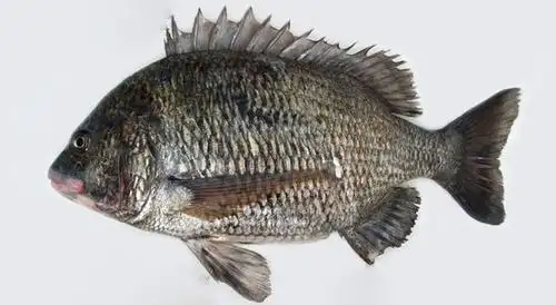 海峡两岸常见的鲷类海鲜图鉴,以及如何区分