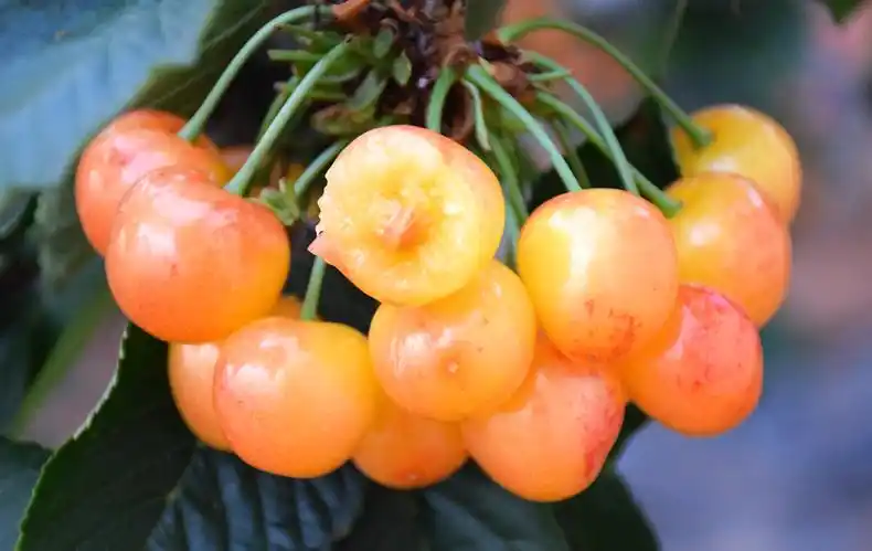 正宗山东烟台黄水晶大樱桃 黄蜜樱桃当季孕妇新鲜水果黄蜜车厘子 5