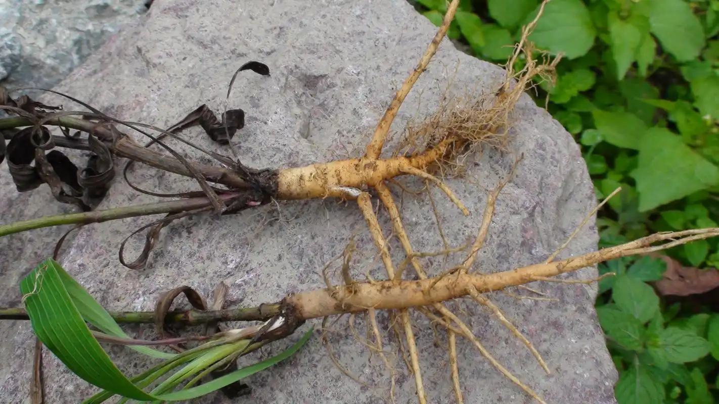 该药材为伞形科植物,可清虚解热,原产地在中国
