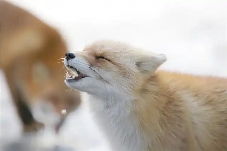 日推网友沉迷云吸狐北狐牧场的吐舌小狐狸出奇的可爱啊