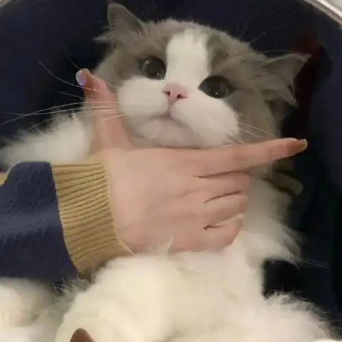 无水印头像##猫咪头像