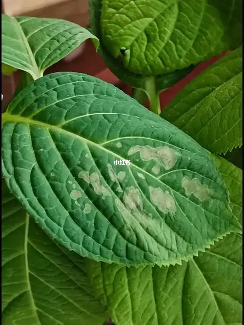 绣球无尽夏有一片叶子这样子了是什么原因呀