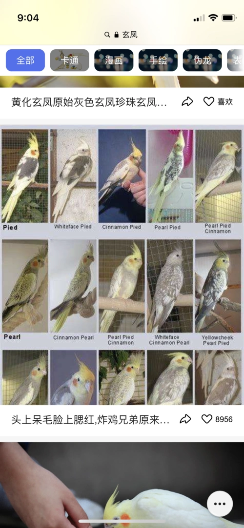 科普帖玄凤鹦鹉