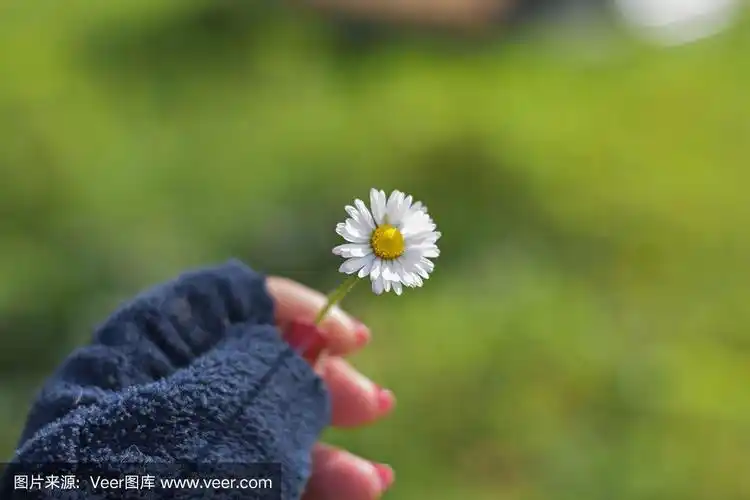 女人的手捧着白色雏菊洋甘菊花/美丽的背景