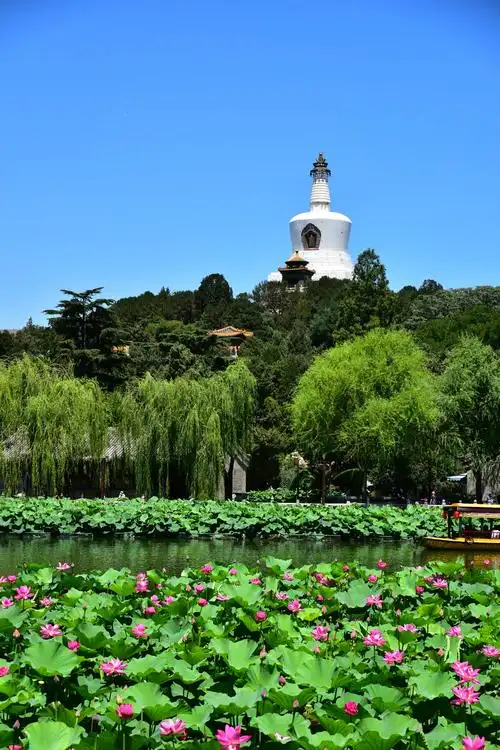 北海公园的荷花