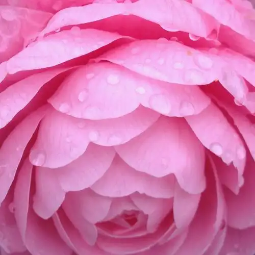 雨中的粉色山茶花 - 会吗不会 - 图虫