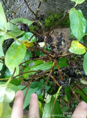 金银花叶子发黄枝条枯掉了但是还有叶子还是开花