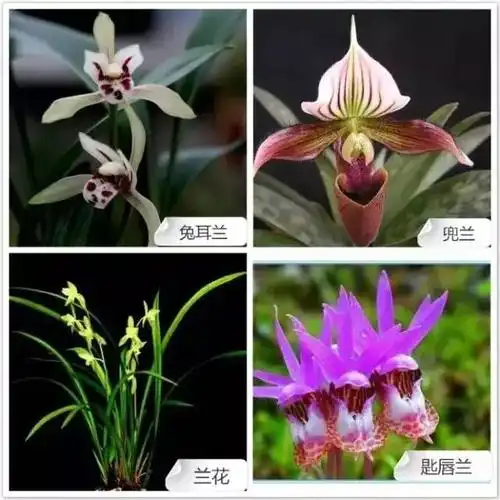 68种兰花图解大全