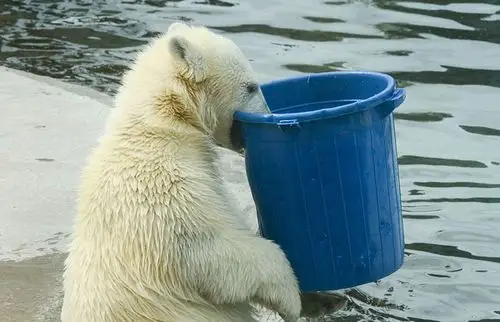 动物园丨"终于喝饱了"北极熊喝水萌呆