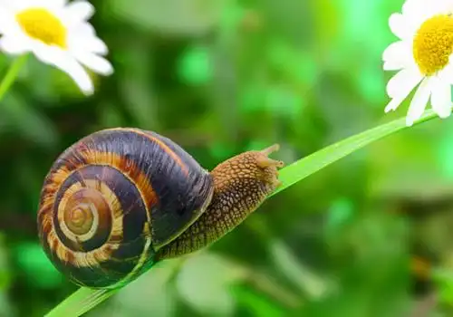 简单有趣蜗牛背景_缓慢行动的小蜗牛_可爱图片