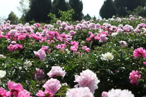中江集凤芍药谷掠影