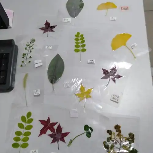 第一次带孩子们制作植物标本