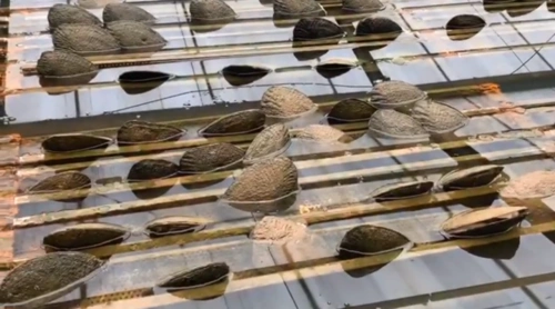 国内首家工厂式智能珍珠养殖基地开蚌 经验可复制推广