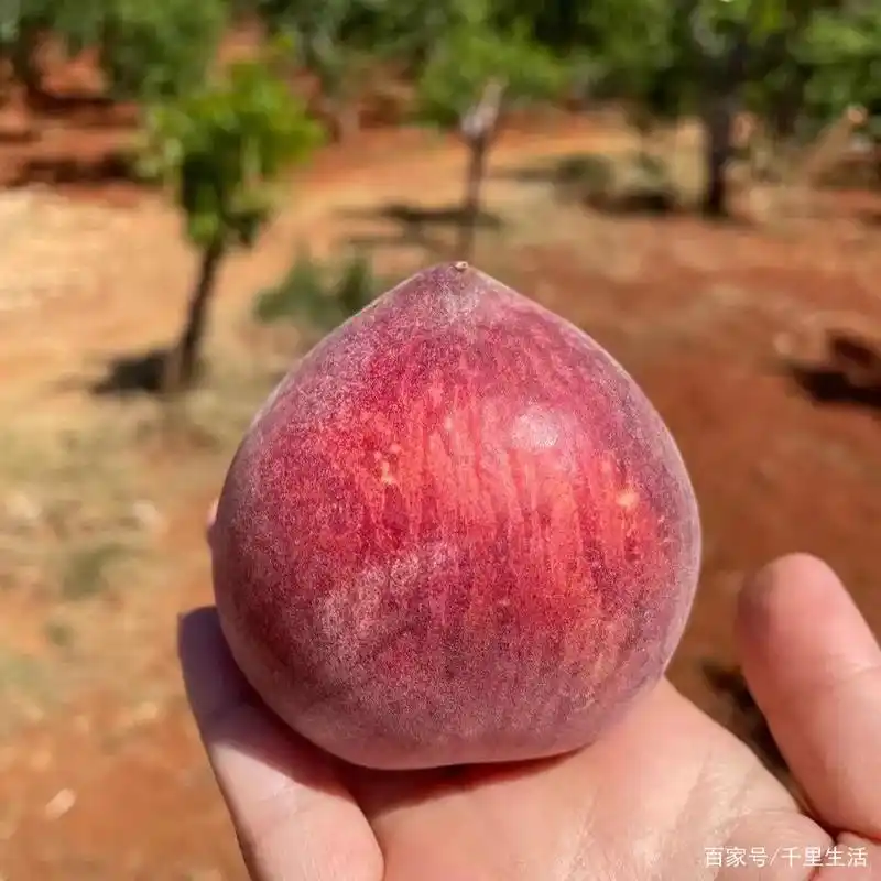 攀枝花高山黑美人蜜桃,轻咬一口,核小汁水多,瞬间就被它征服