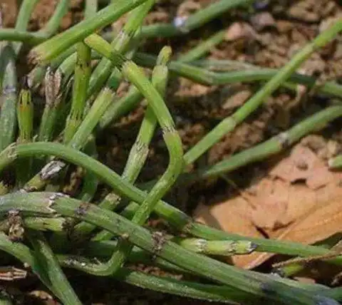 治疗肾结石,这两种植物有奇效!