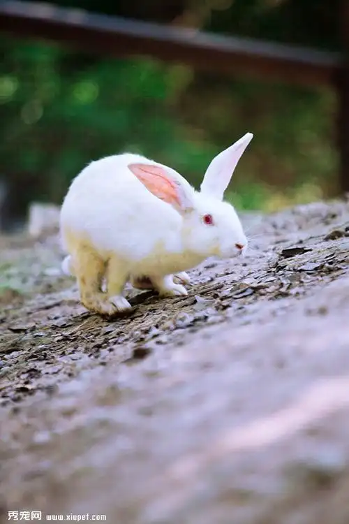 【哈尔滨大白图片】流氓兔_兔子图片_萌宠图片_秀宠网