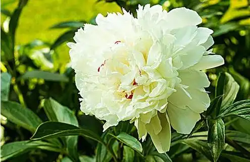 白色牡丹花的寓意和象征